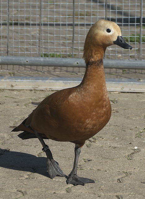 多介入