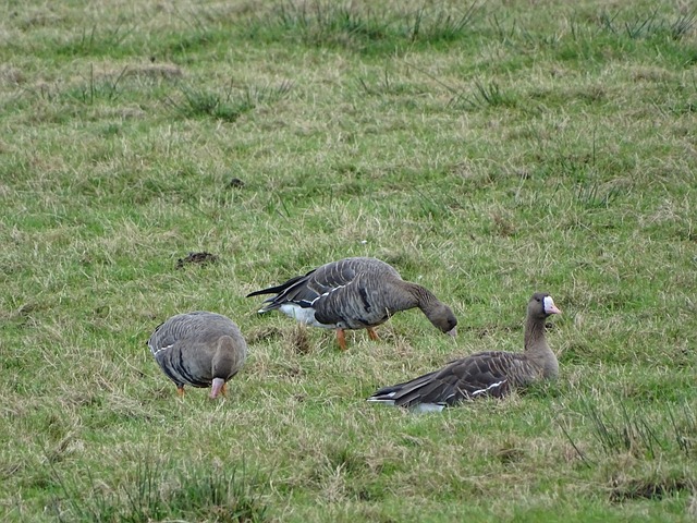 王的成功得 王的成功得